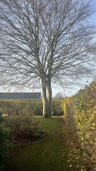 Træfældning af træ