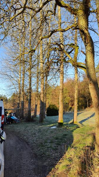 Fældning og fjernelse træer