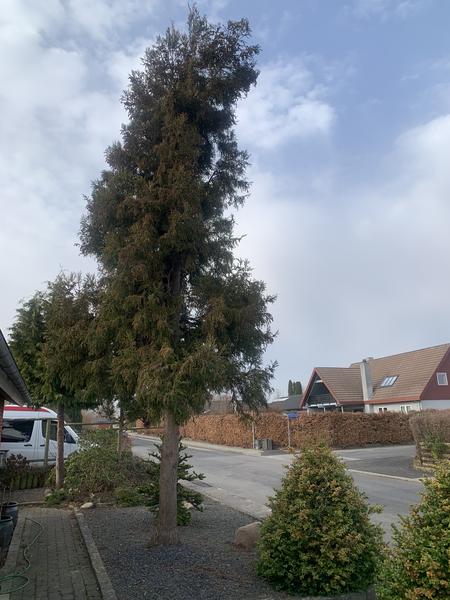 Fældning af grantræ og rodfræsning