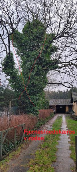 Erhverv - Fældning af træer