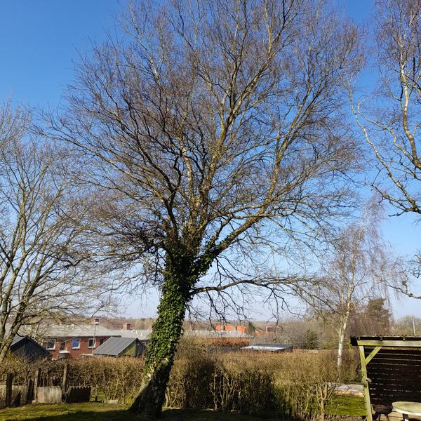 Fældning af træer