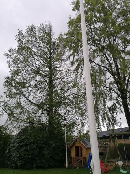 Træfældning