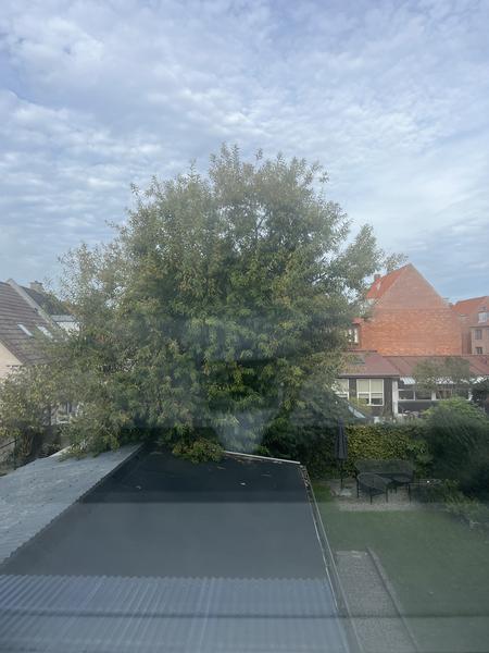 Fældning af træ