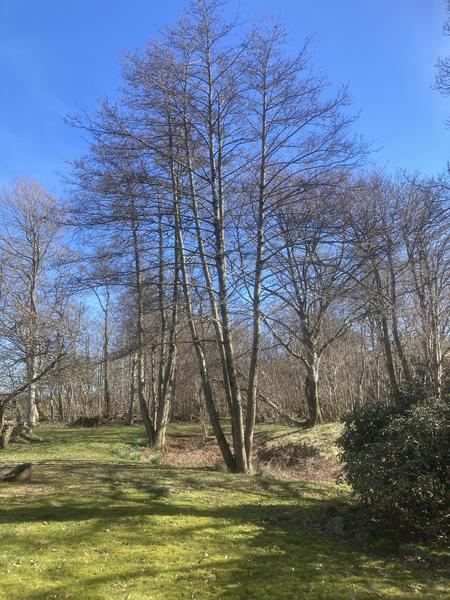 Fældning af træer
