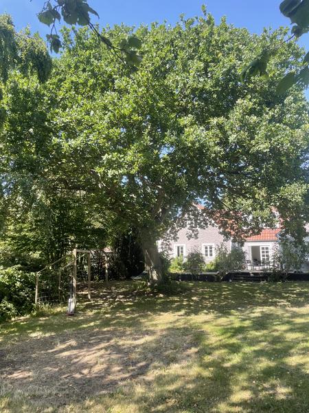 Beskæring af træ