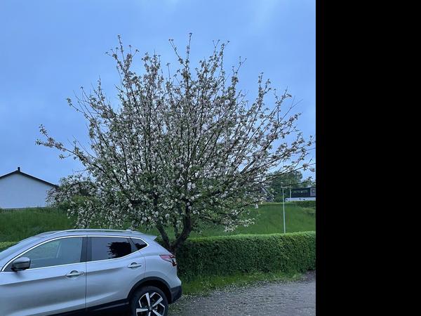 Træfældning og rodfræsning