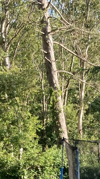 Prisoverslag - Fælde træer og lave flis