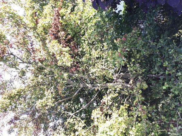 Beskæring af hvidtjørn