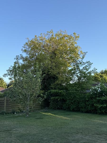 Fældning af valnøddetræ