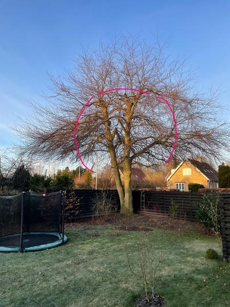 Beskæring af blodbøg