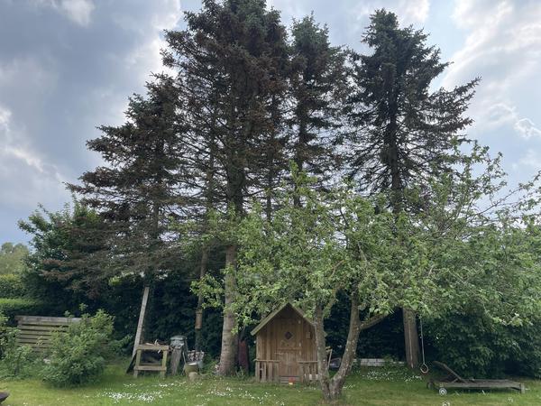 Fældning af grantræer