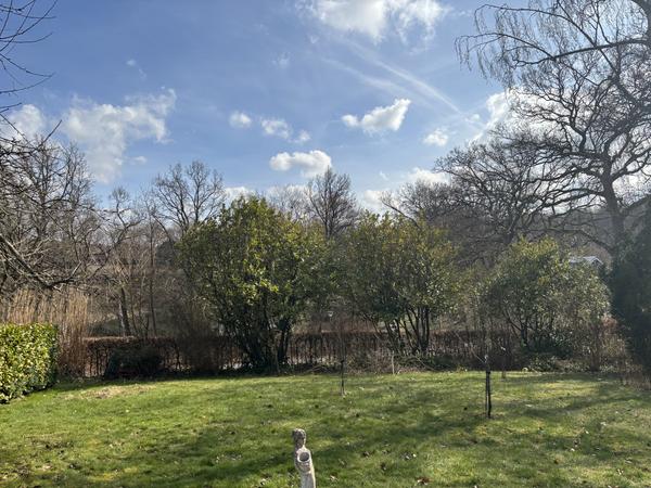 Beskæring af birk og laurbærkirsebær