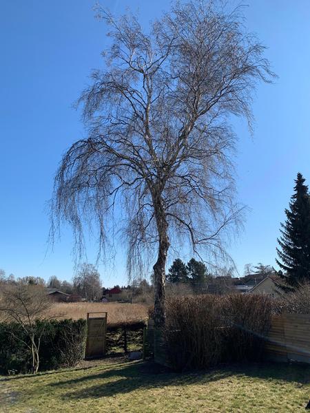 Træfældning
