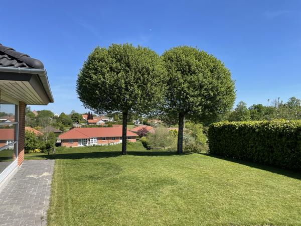 Beskæring af træer