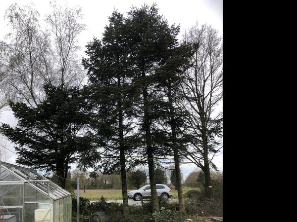 Beskæring af træer