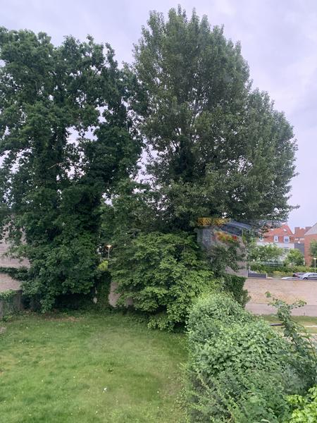 Fældning af træer