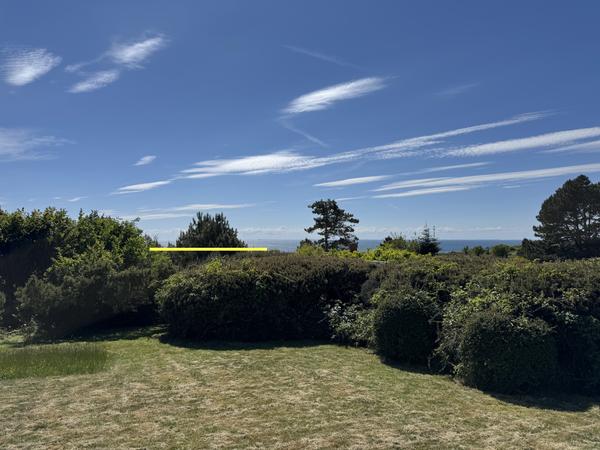 Beskæring af grantræer på sommerhusgrund