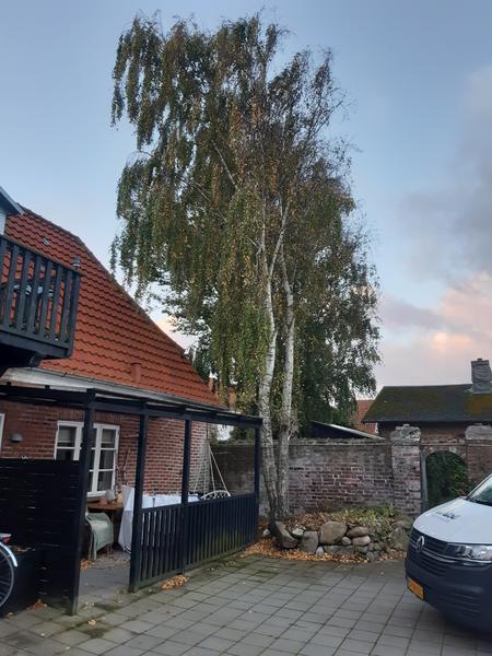 Træfældning og stubfræsning