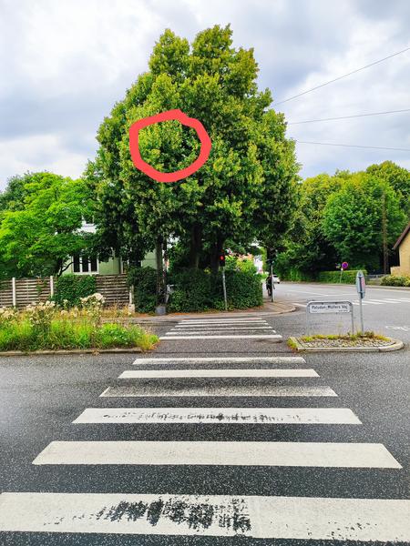 Beskæring af træ omkring kabler