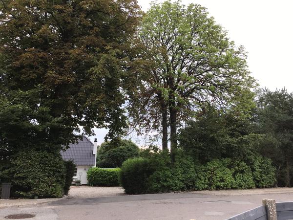 Fældning af kastanjetræ