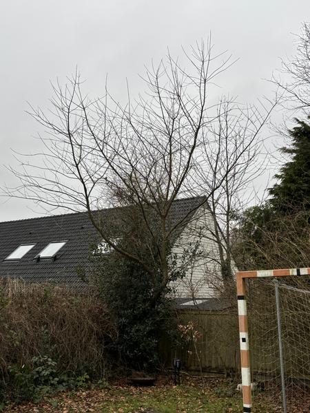 Træfældning
