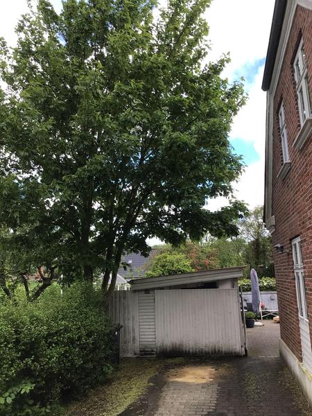 Beskæring af ahorntræ