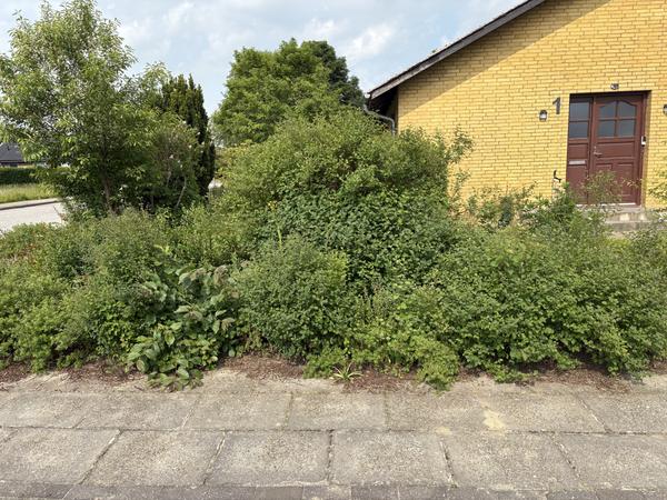 Fjernelse af træer, buske og rødder