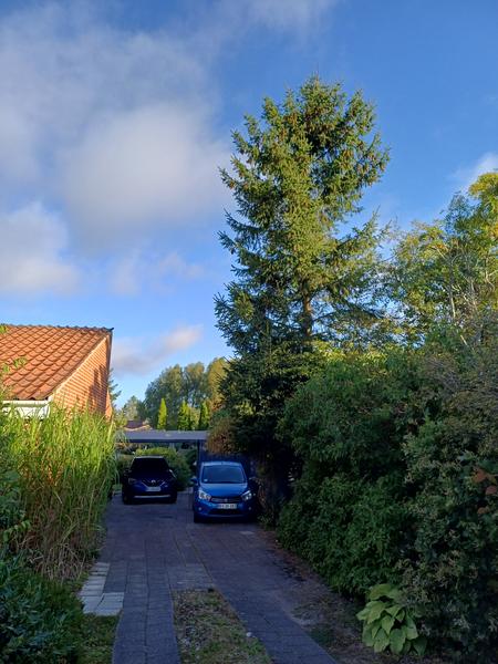 Beskæring af træ