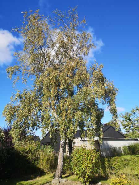 Fældning af birketræ