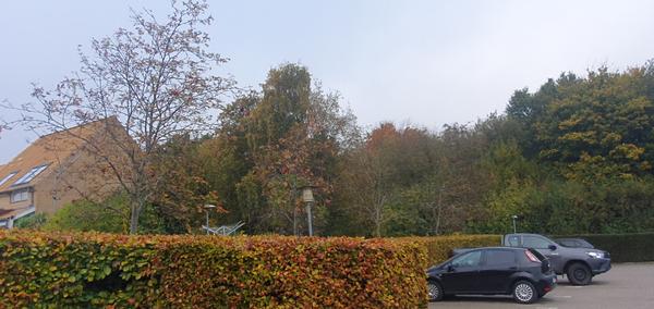 Boligforening - Træfældning