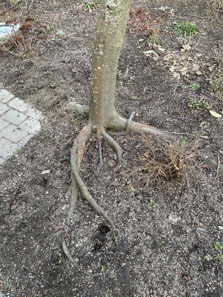 Træfældning og stubfræsning