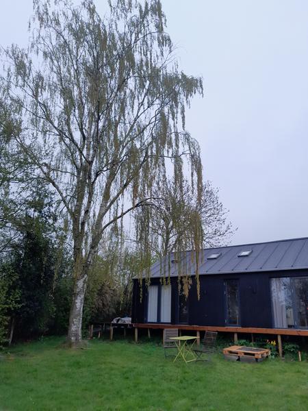 Fældning af birketræ