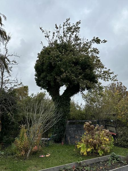 Topkapning af pæretræ