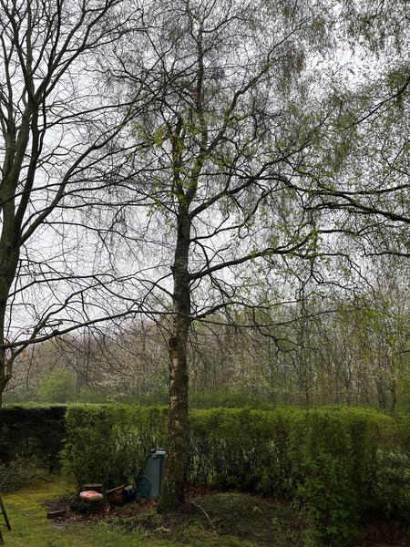 Fældning af birketræ