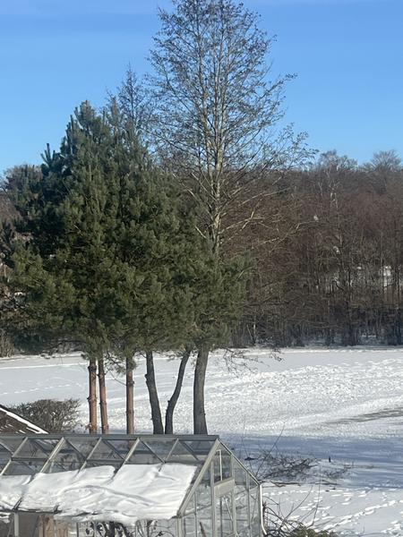 Fældning af 3 elmetræer