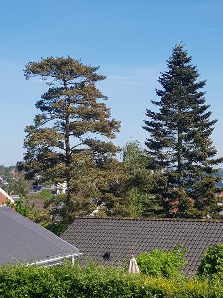 Forening - Fældning af træ