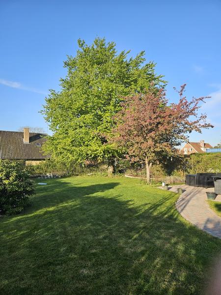 Beskæring af bøgetræ