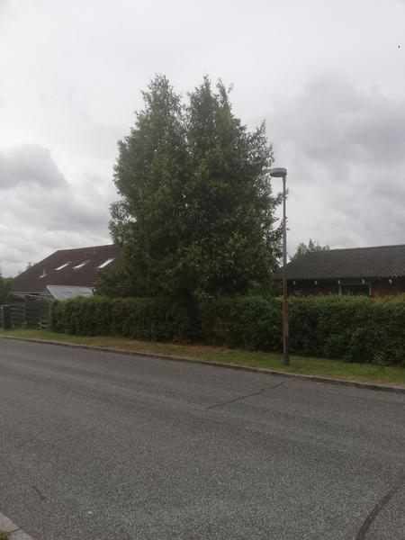 Fældning af tujatræer