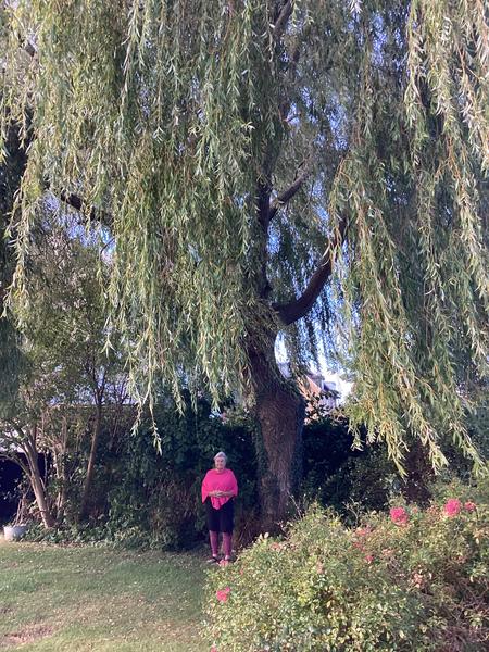 Fældning og beskæring af piletræ i have