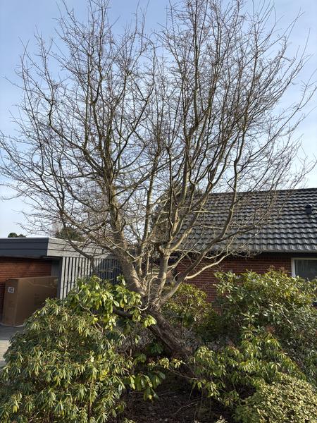 Fældning og bortskaffelse af træer