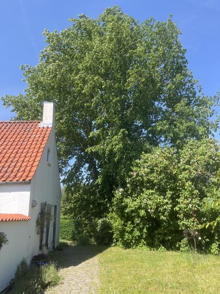 Træfældning