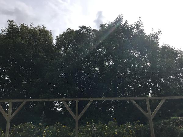 Beskæring af træer