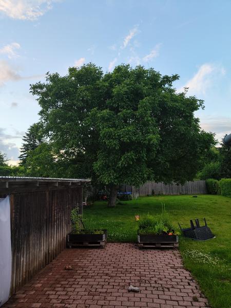 Beskæring af valnøddetræ