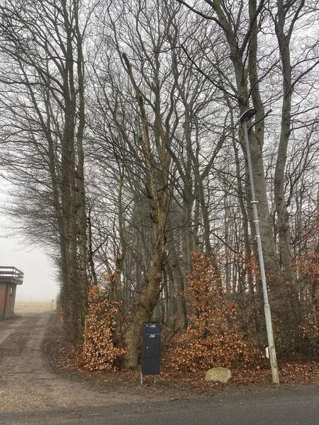 Træfældningsentreprise