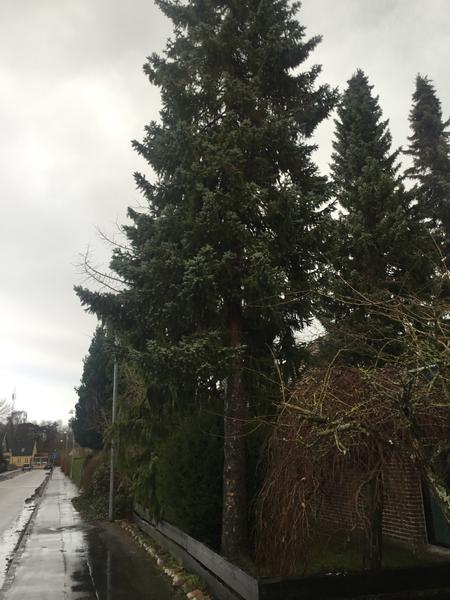 Fældning af grantræ