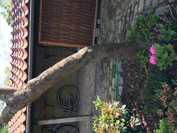 Fældning og rodfræsning af træ