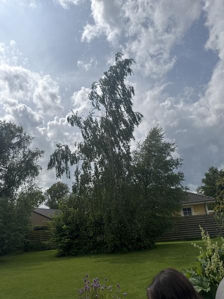 Fældning af træer