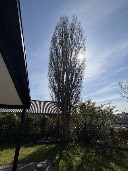 Fældning af træer og stubfræsning