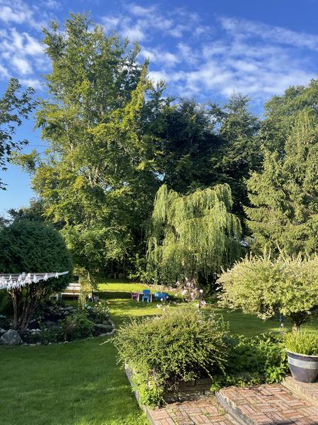 Topkapning og fældning af træer