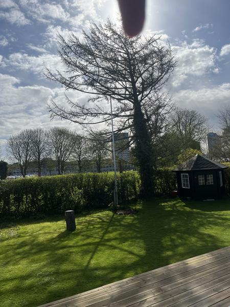 Topkapning af træ